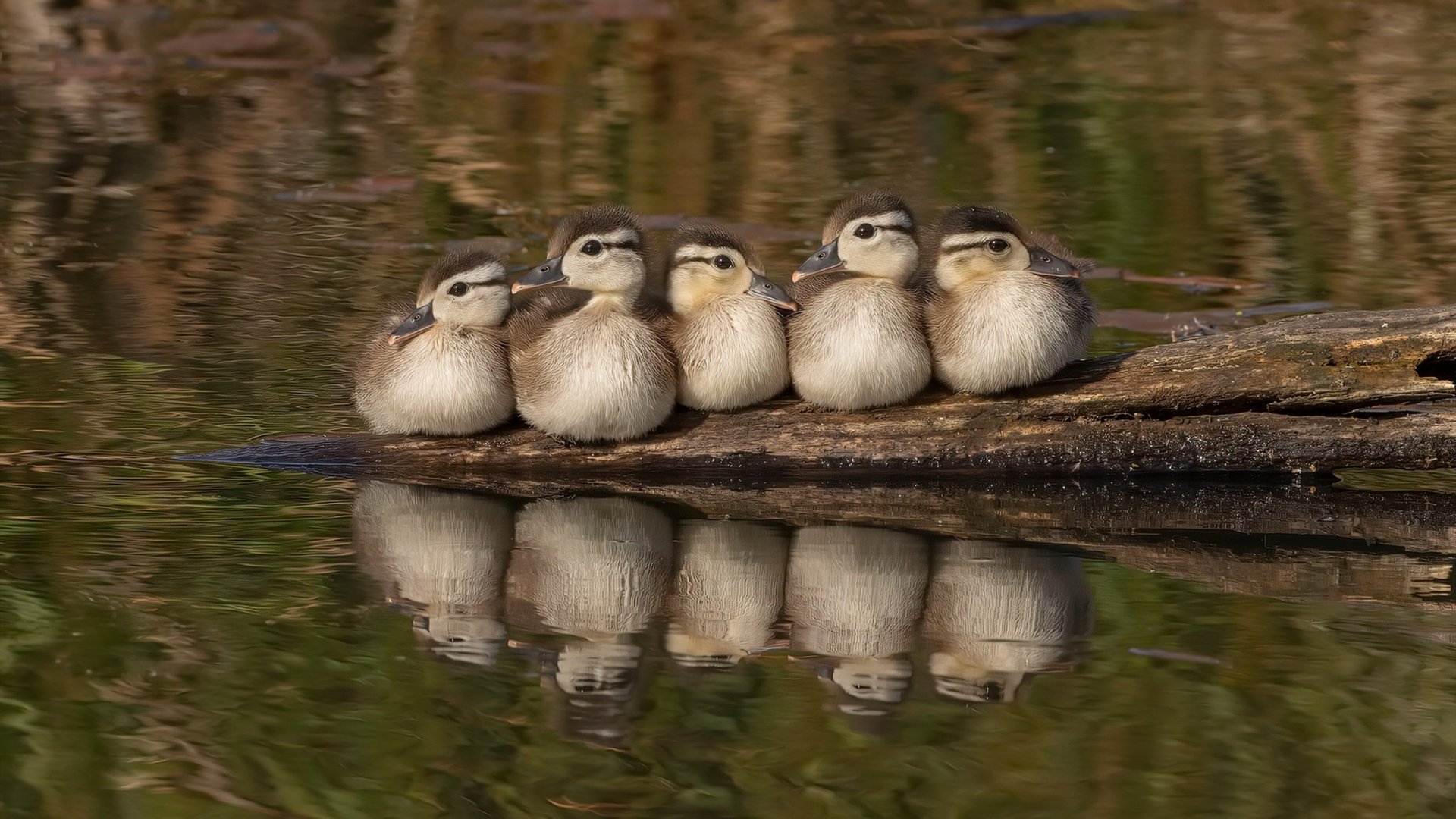 跨界巅峰，丹麦硬仗破黄潜，基米希NBA总决赛奇幻夜