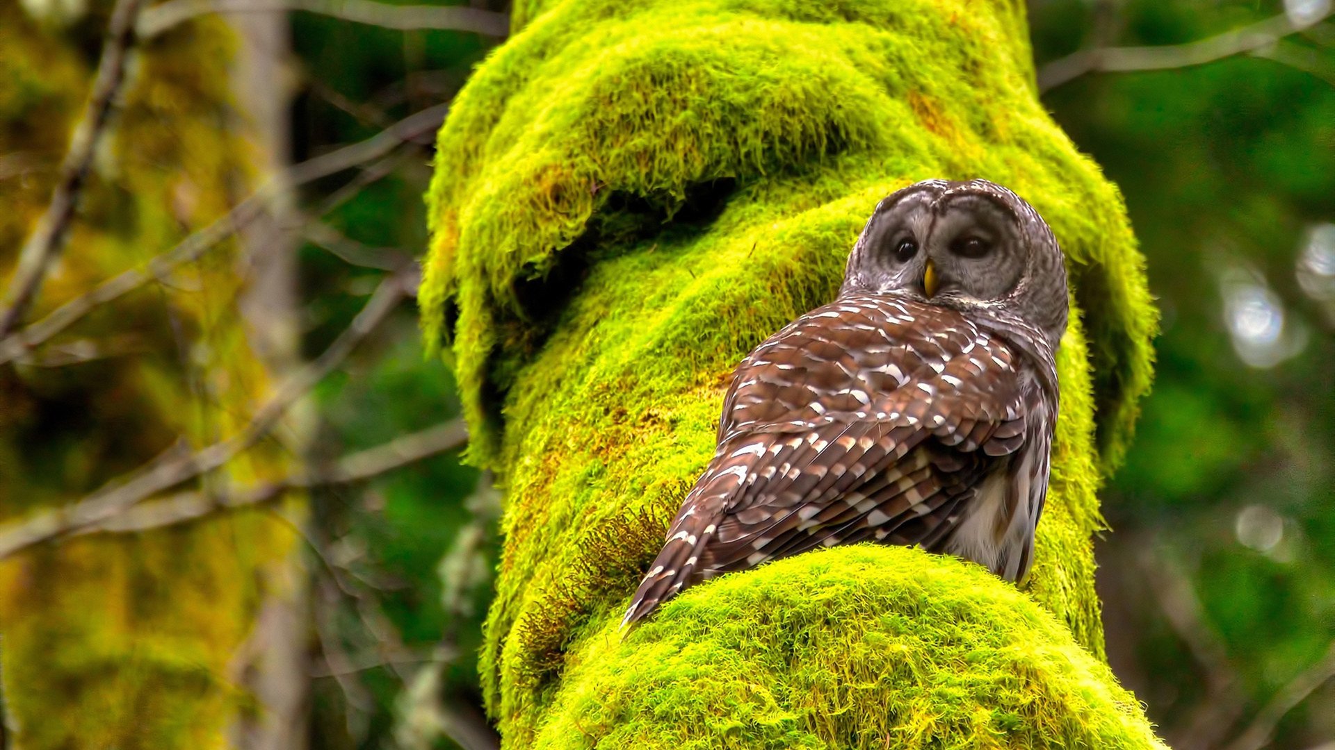 富安健洋的节奏魔方，解析马赛如何通过一位后卫的掌控力完成对美国式足球的颠覆