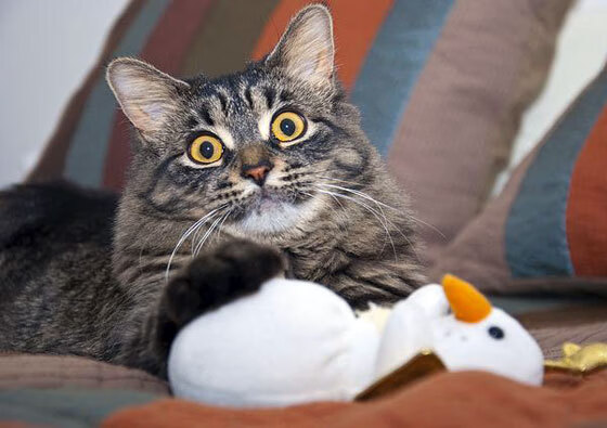 双重战场,从巴林赛道到雷恩的生死时速