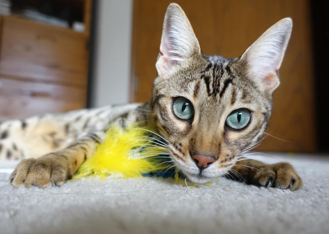 马赛铁壁封锁挪威，萨内关键先生闪耀奥运之路