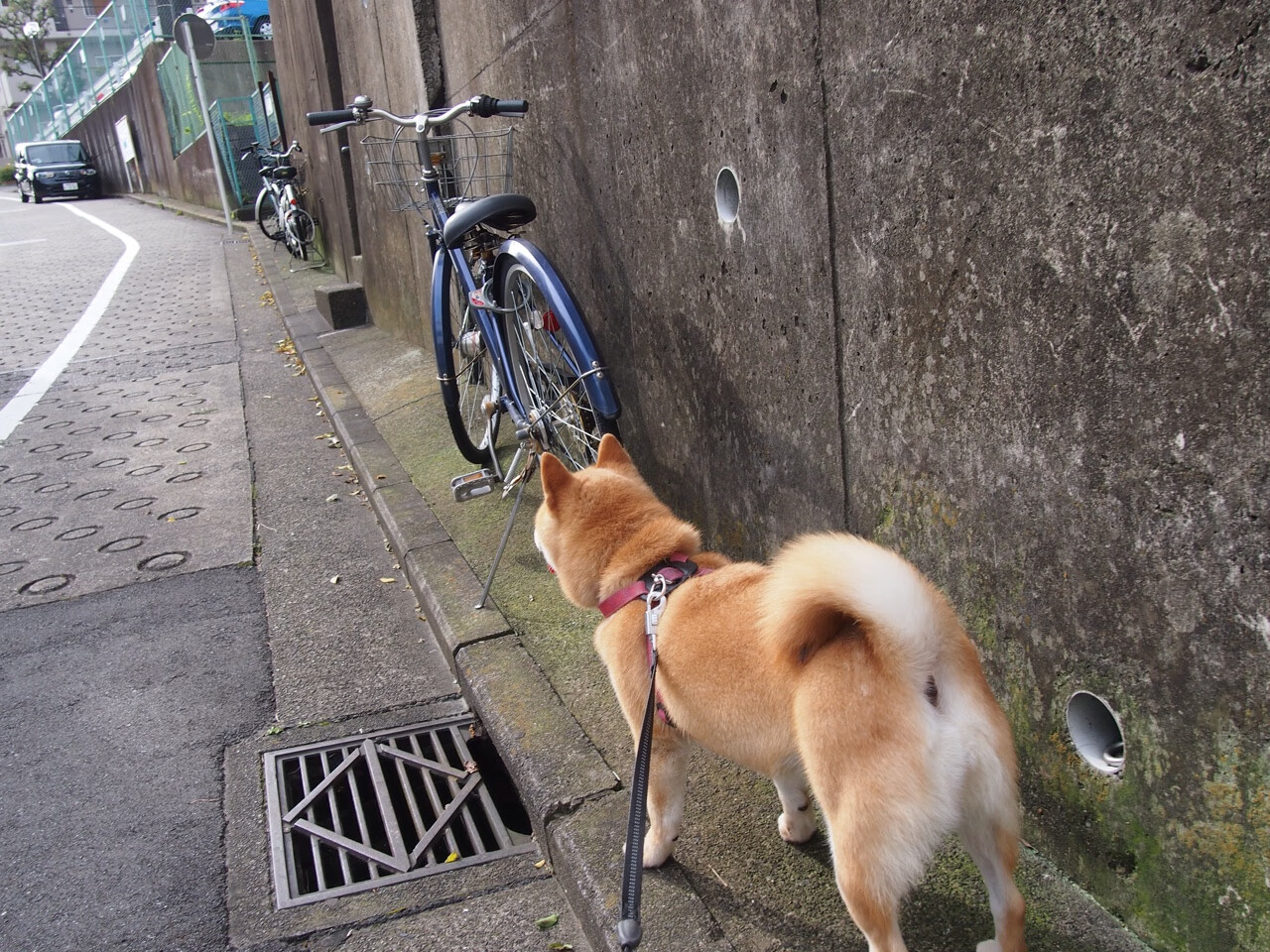 恩比德完美统治内线，公牛掀翻联盟第一凯尔特人爆出冷门