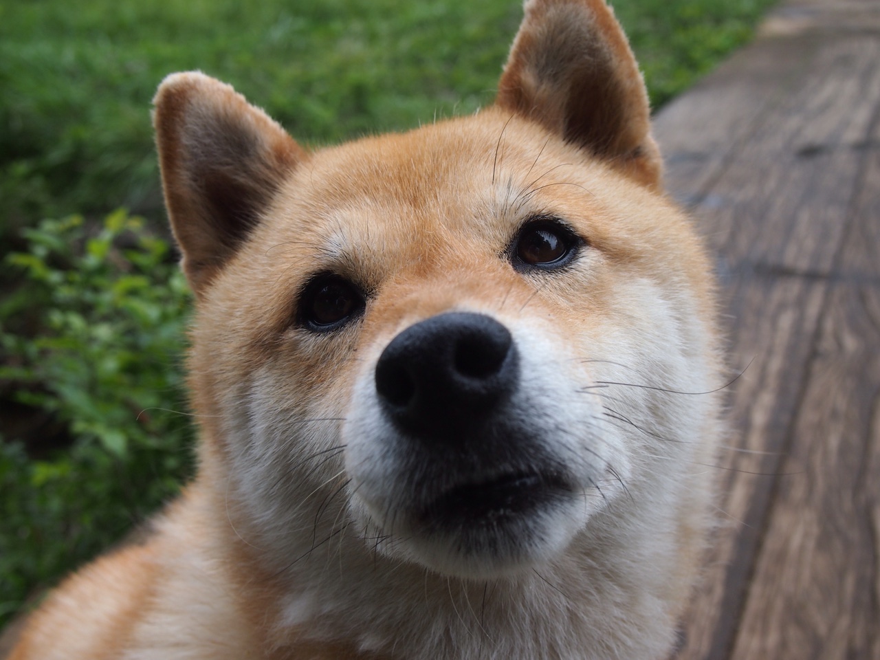 绝境逆袭！布伦森化身关键先生，灰熊史诗级翻盘篮网