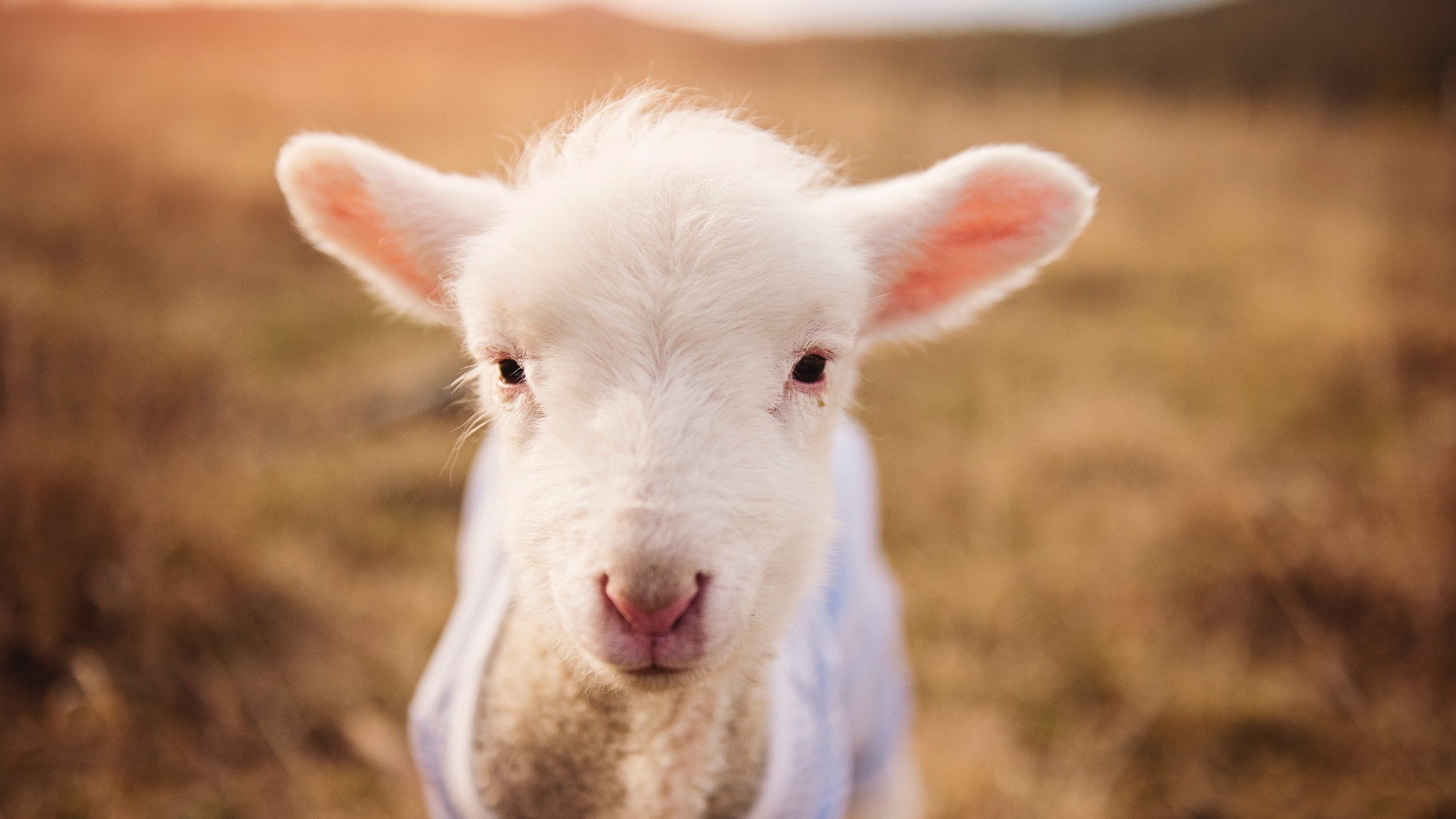 基耶萨全场最佳无争议，巴萨友谊赛力克厄瓜多尔展现战术精髓