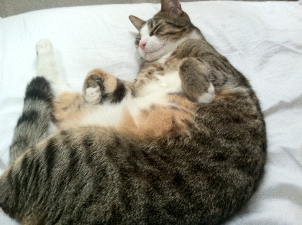 奥斯梅恩主宰，莱昂崛起，意甲焦点战的南美风暴与非洲力量