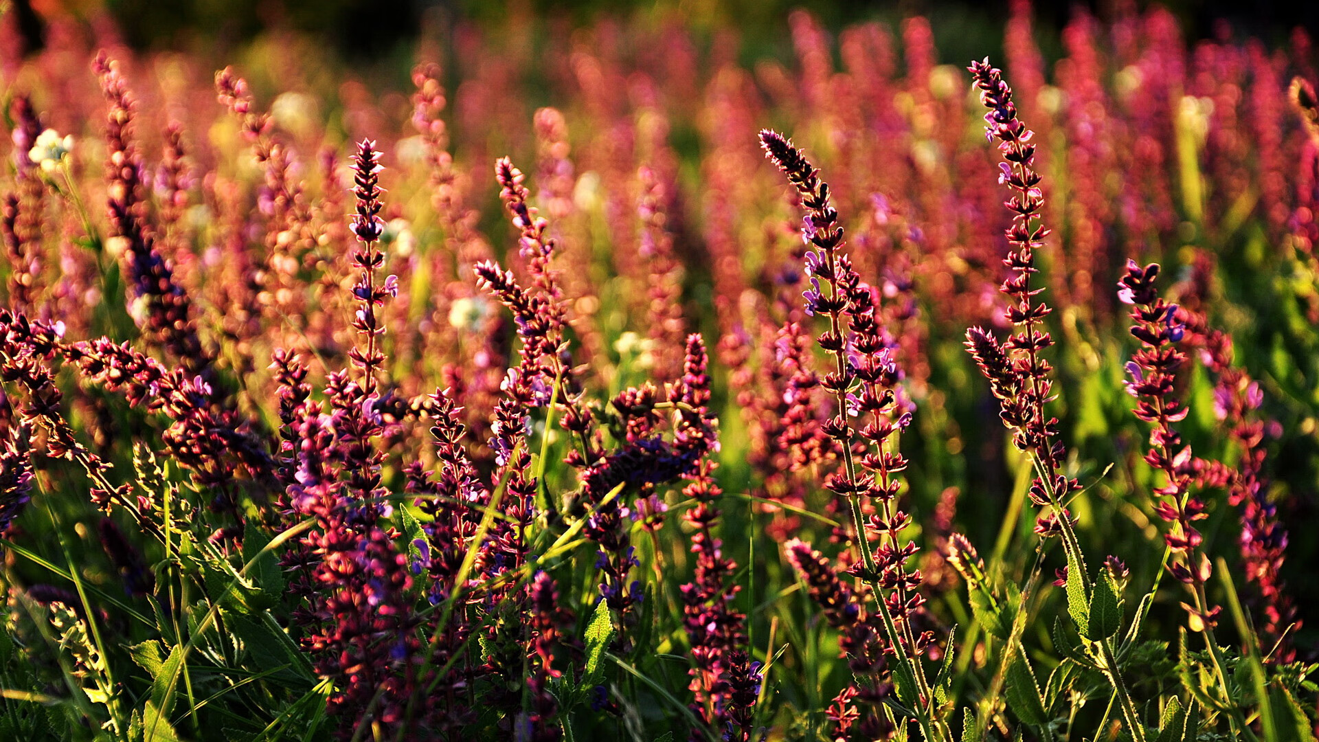 开云官网-双重激情，F1街道赛焦点战与厄瓜多尔加时胜拉齐奥