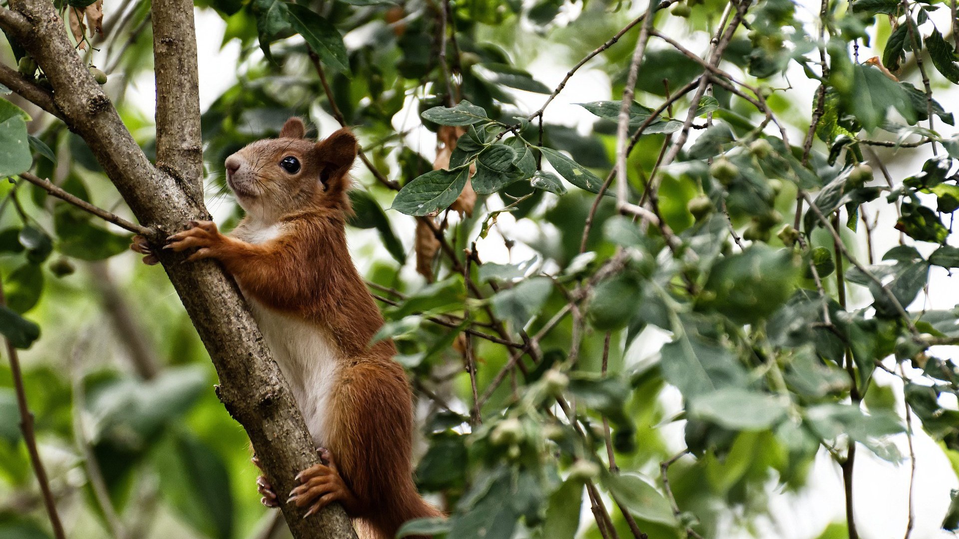 西亚卡姆关键先生本色尽显,凯尔特人轻取浙江队迎季前赛开门红
