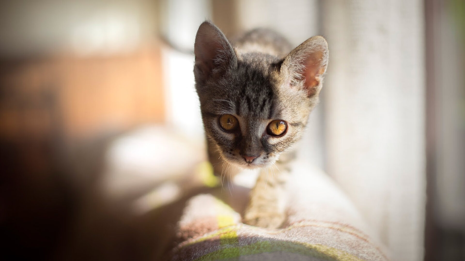 开云体育入口-西决生死战之夜，石破天惊！戈贝尔三分定乾坤