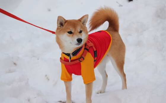 不是二当家！抢七夜浓眉杀死所有质疑
