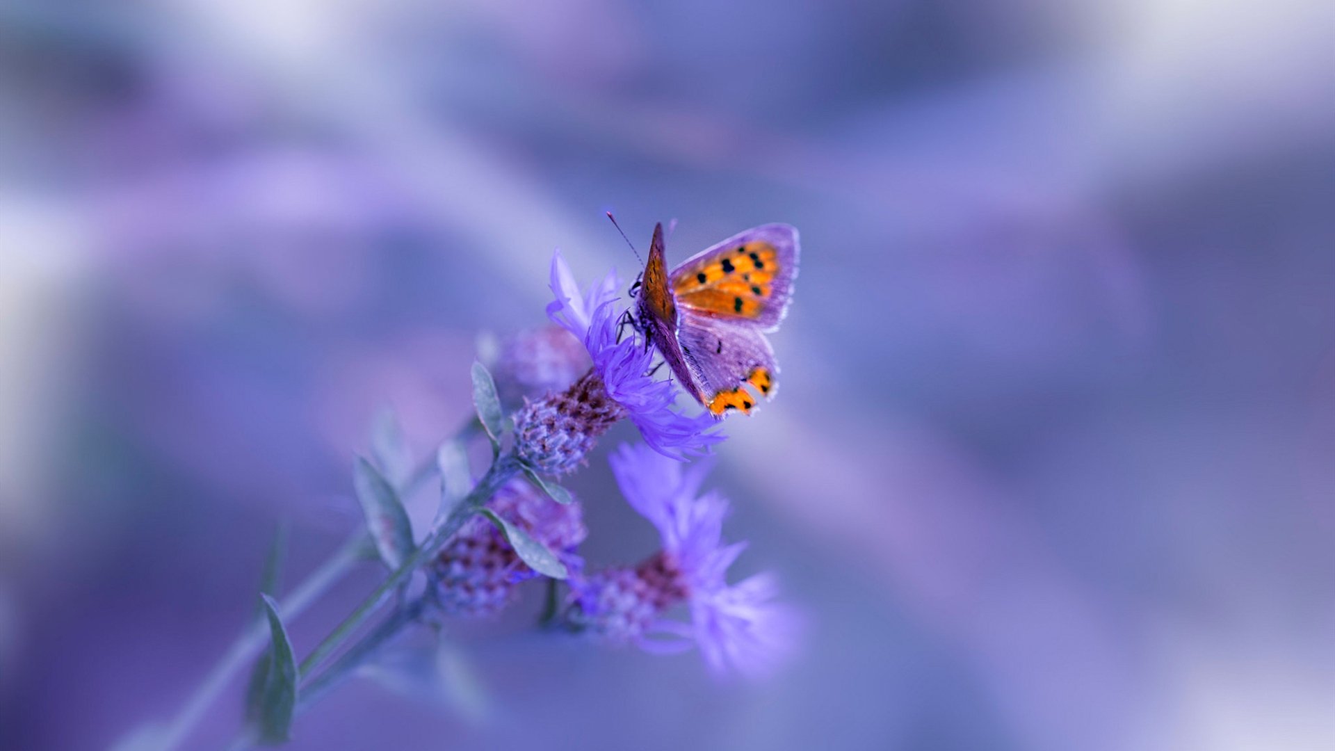 NBA季后赛烽火中的绿茵启示,从那不勒斯狂胜曼联看体育竞技的不可预测性