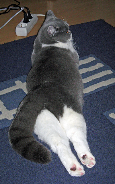 开云体育app-破局者萨拉赫，非洲劲旅安哥拉的生死救赎