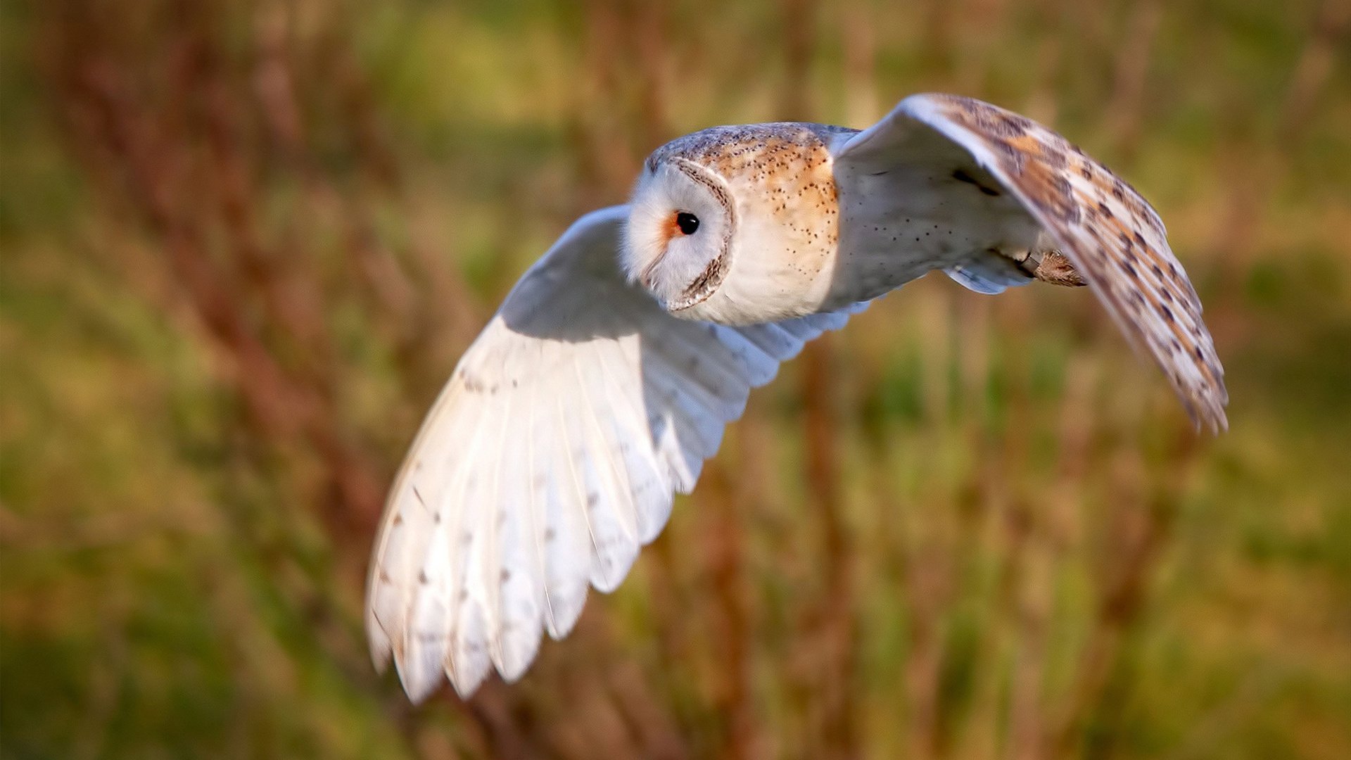 开云体育-热火力克猛龙挺进争冠战，约基奇里程碑之夜闪耀NBA
