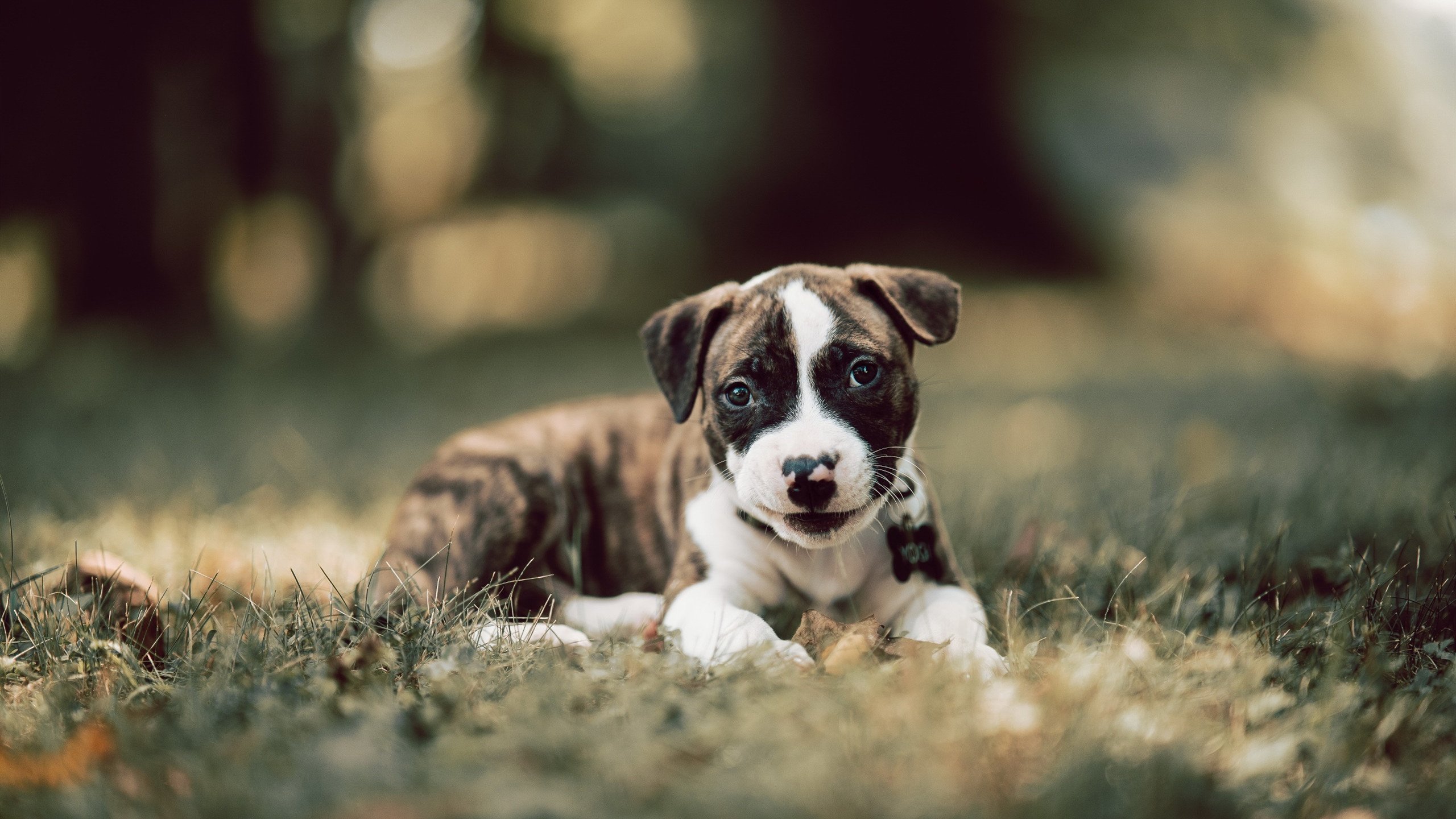 失衡与重生，拉梅洛的星辰，老鹰的森林